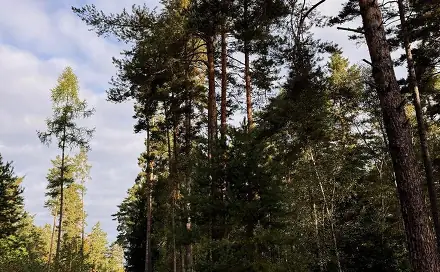 Prodej lesa 7 181 m², Ločenice - Velešovice