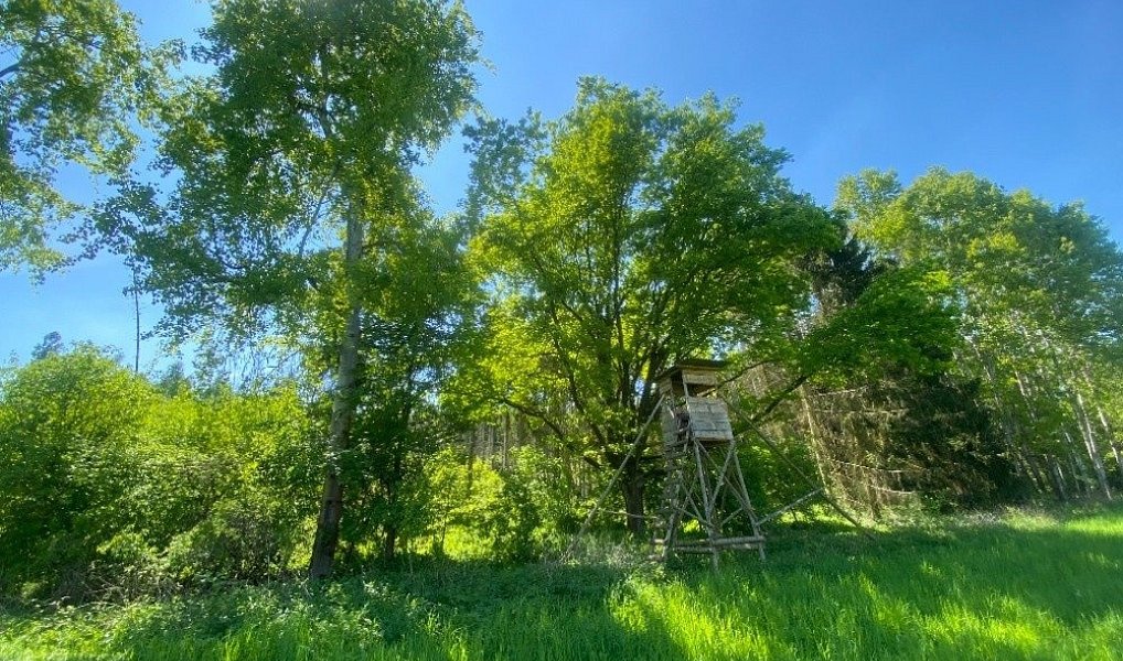 Dražba lesa, 22535 m², Mladá Boleslav, Kropáčova Vrutice