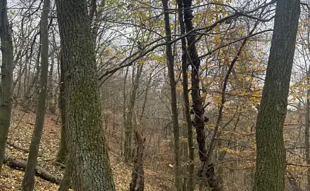 Prodej lesa 1 464 m², Rozstání - Horní Bělá