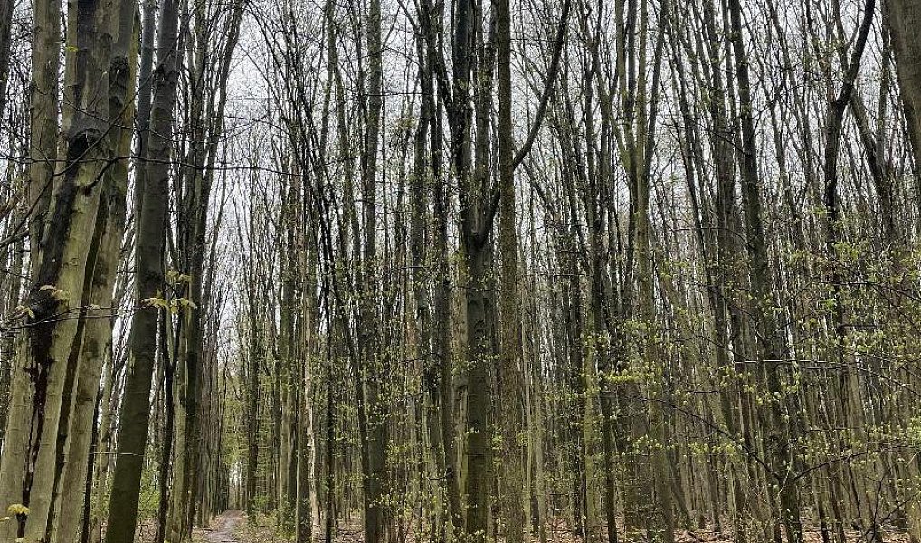 Prodej lesa 7 559 m², Nýřany – náhled fotky 6