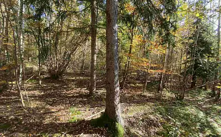 Prodej pole 9 794 m², Železný Brod, okres Jablonec nad Nisou