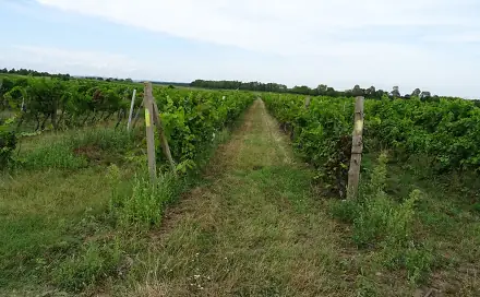 Ostatní