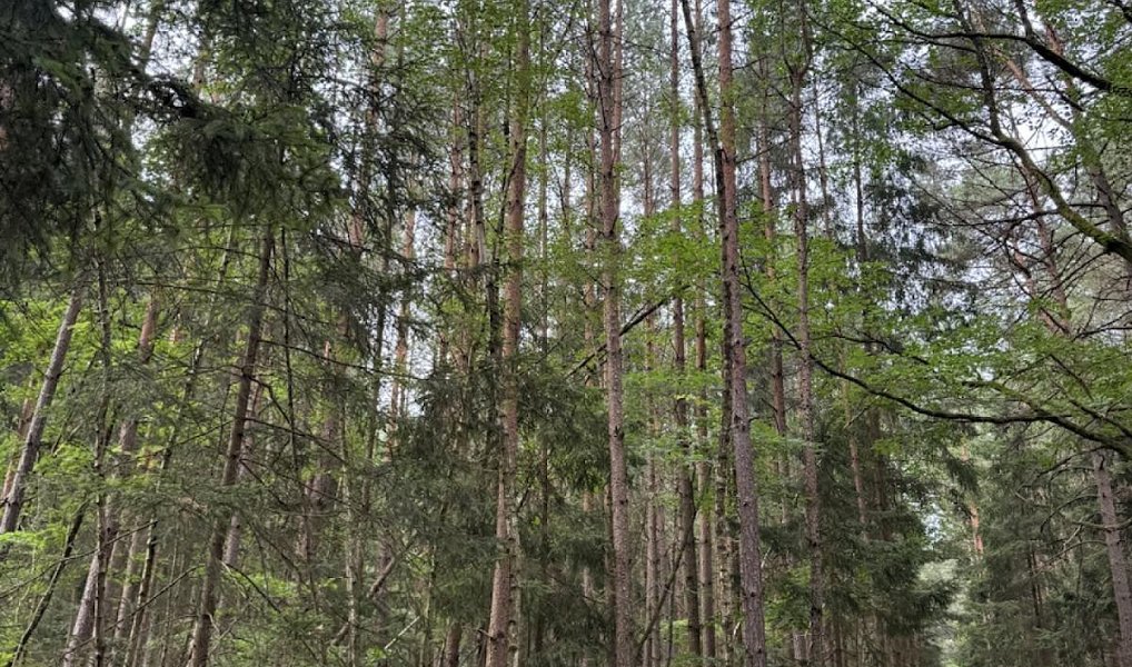 Prodej lesa 11 311 m², Velešovice – náhled fotky 4