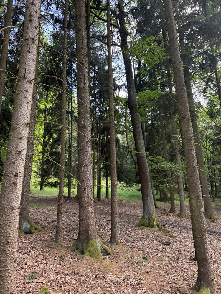 Prodej lesa 4 597 m²
