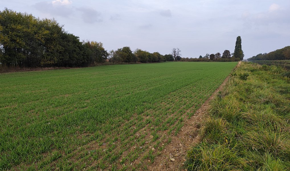 Prodej pole 2 585 m², Vraňany – náhled fotky 5