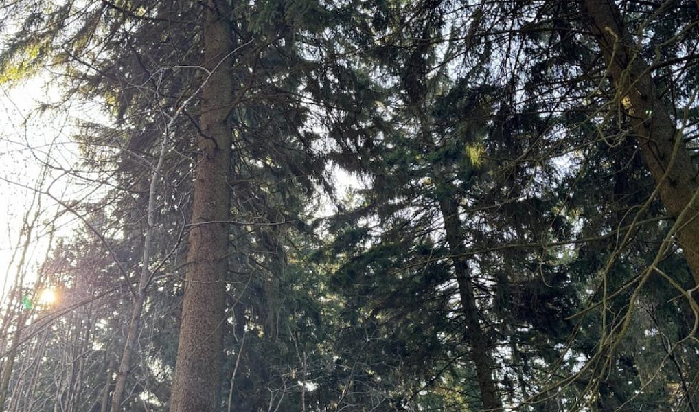 Prodej lesa 14 111 m², Proseč pod Ještědem – náhled fotky 2