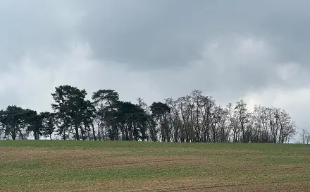 Prodej lesa 1 690 m², Břežany I - Rumburk 2-Horní Jindřichov