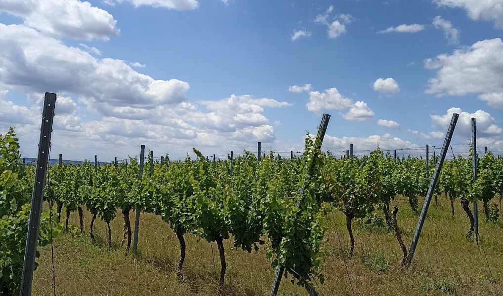 Prodej pozemku 13 493 m², Starovice – náhled fotky 3