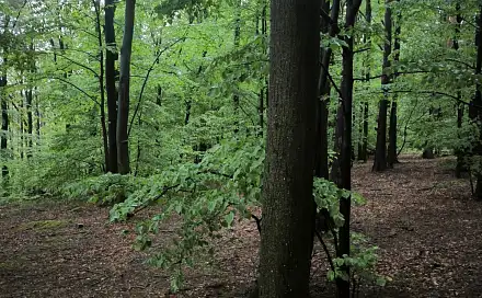 Prodej lesa 23 360 m², Bernartice