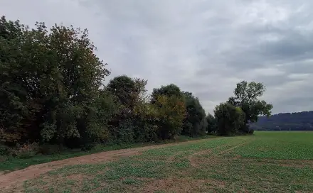Dražba lesa 10 110 m², Všeň