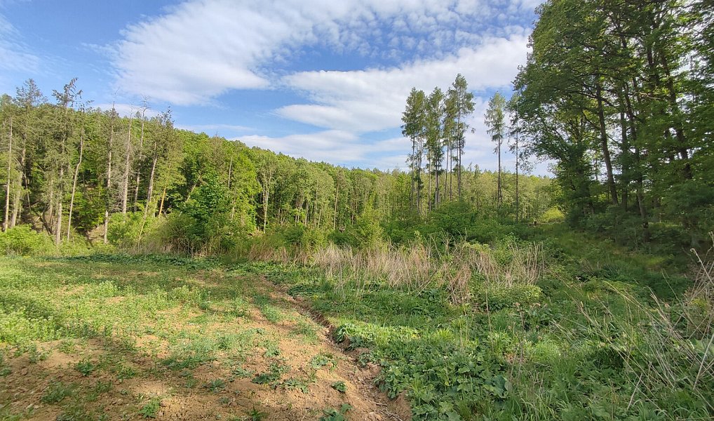 Prodej lesa 17 681 m², Číměř – náhled fotky 3