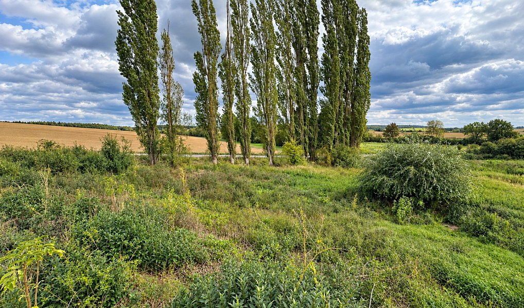 Prodej louky 1 902 m², Dobřany – náhled fotky 7