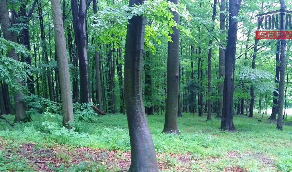 Prodej lesa 12 739 m², Životice u Nového Jičína – náhled fotky 5