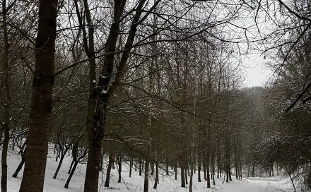 Prodej lesa 26 763 m², Chotiměř - Buč