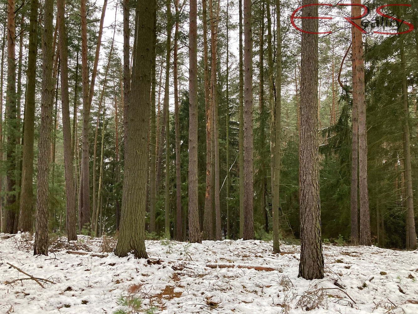 Prodej lesa 162 122 m²