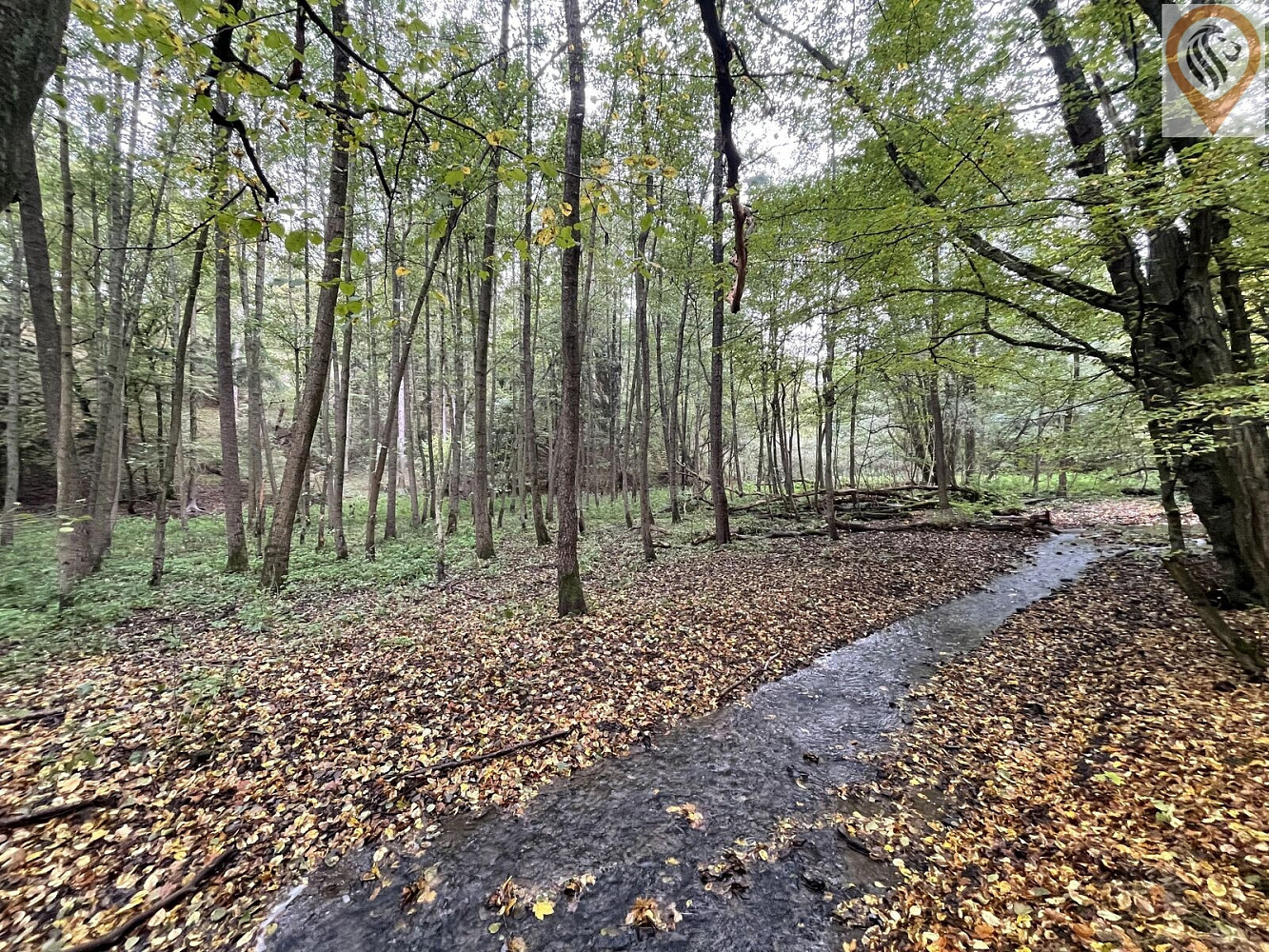 Prodej lesa 8 326 m² – fotografie 5