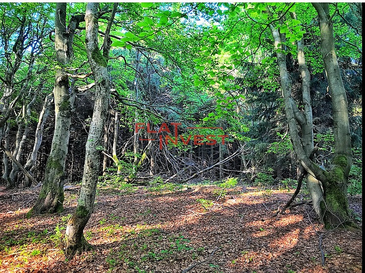 Prodej lesa 12 712 m² — photo 4