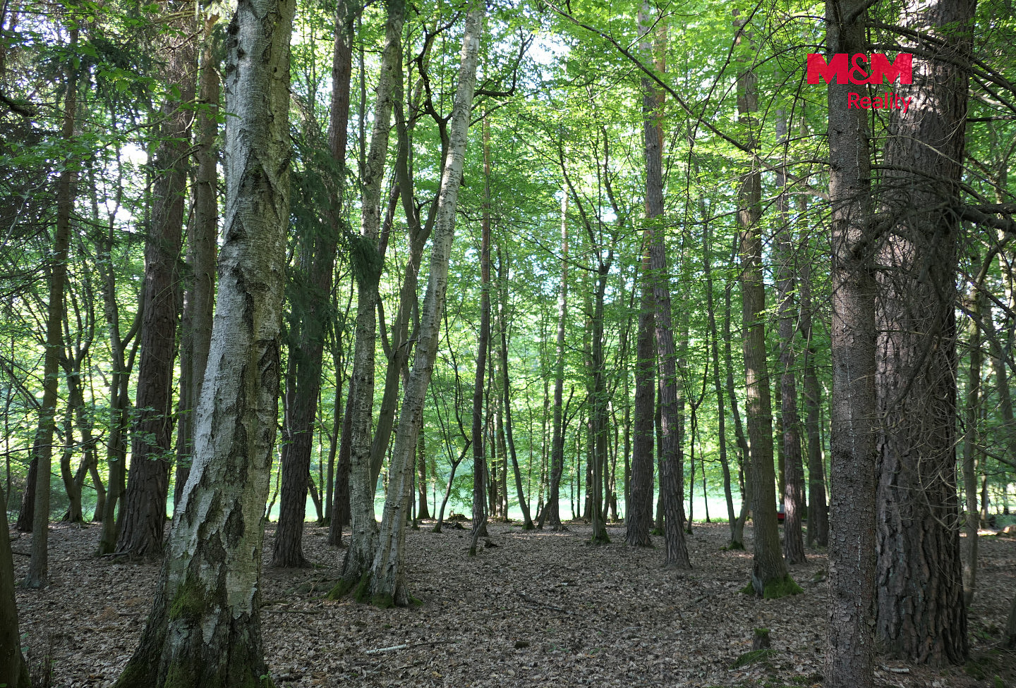 Prodej lesa 7 138 m² — photo 4