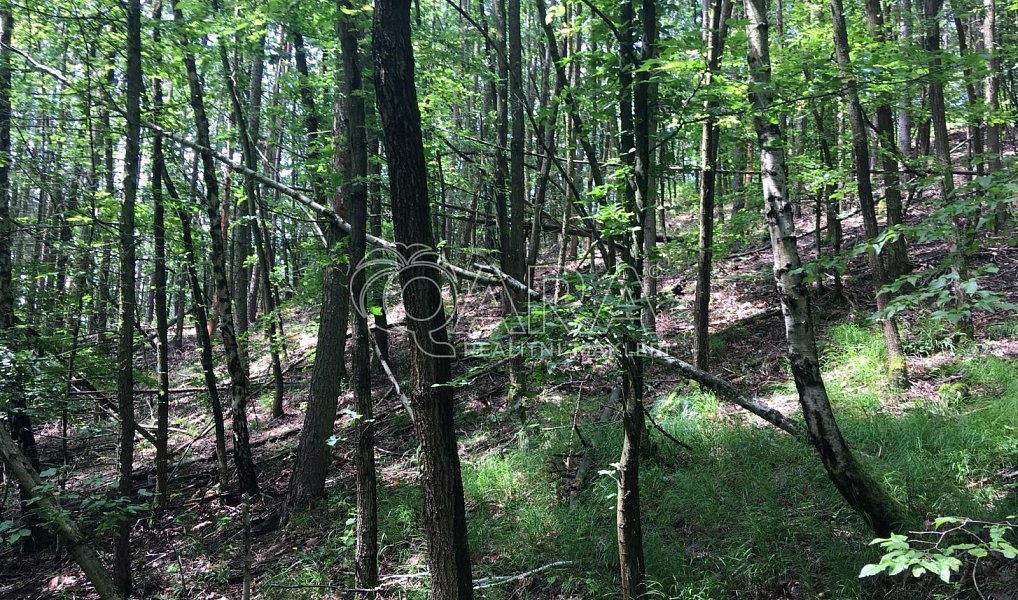 Prodej lesa 58 823 m², Kaly – náhled fotky 4
