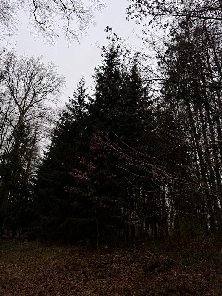 Prodej lesa 6 263 m²