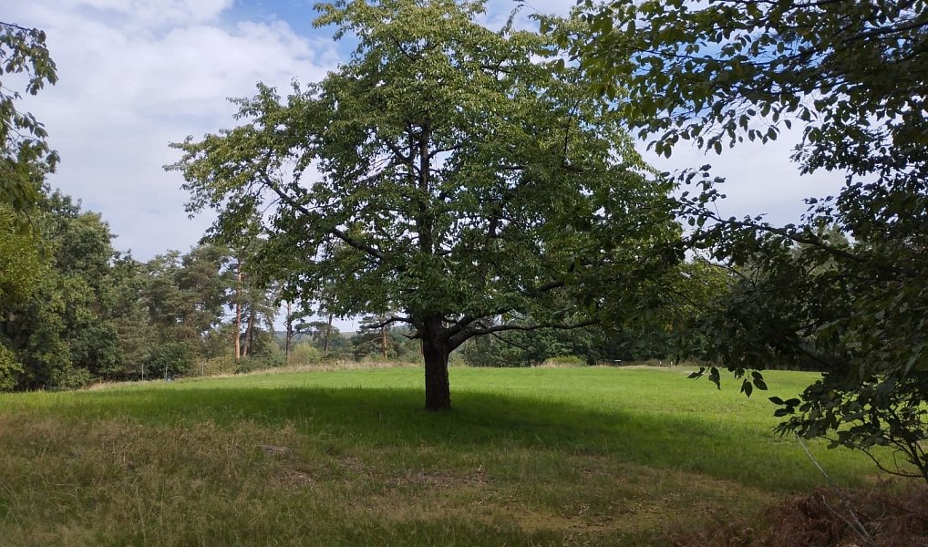 Prodej louky 10 524 m², Boseň – náhled fotky 2