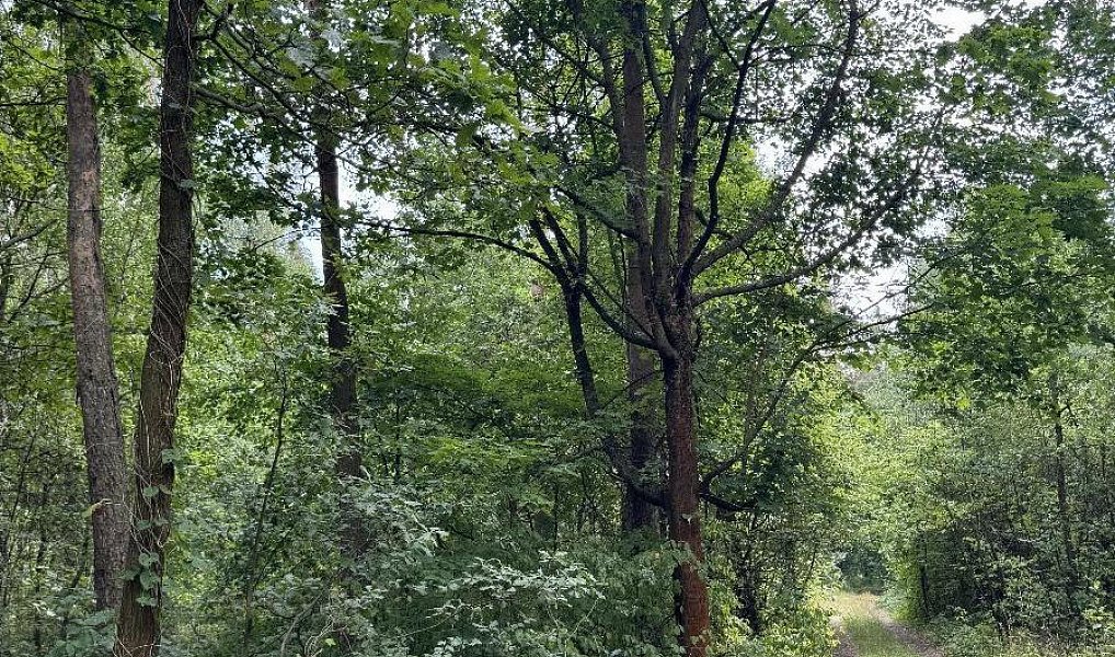 Prodej lesa 2 081 m², Přelouč – náhled fotky 2