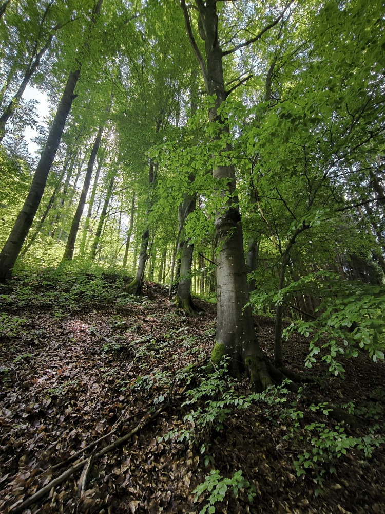 Fotka 6 z 19