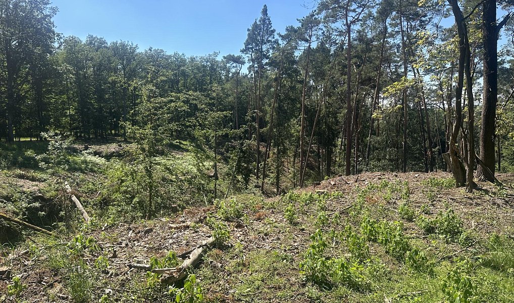 Prodej lesa 27 734 m², Nebužely – náhled fotky 2