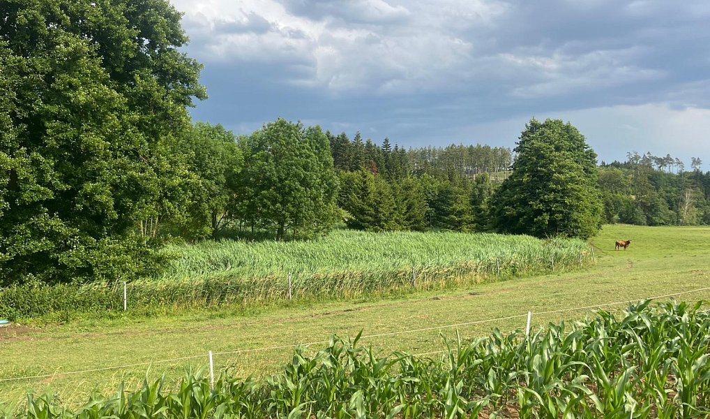 Prodej lesa 15 237 m², Stařeč – náhled fotky 5