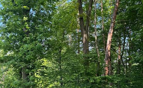 Prodej lesa 4 583 m², Vranov, okres Benešov