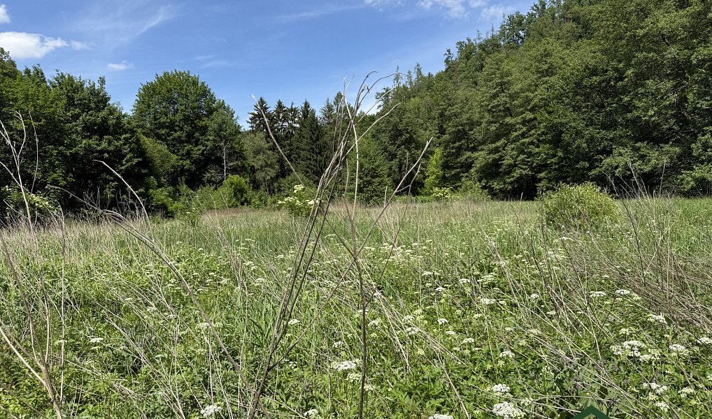 Prodej louky 3 200 m², Bílovice nad Svitavou – náhled fotky 7