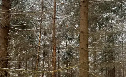 Prodej lesa 7 449 m², Janová - Česká Bříza