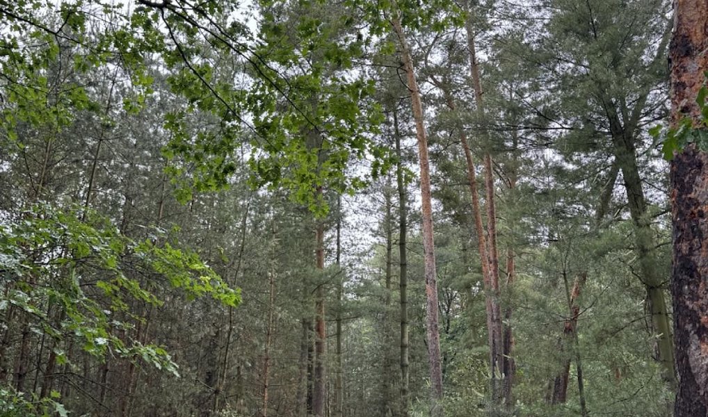 Prodej lesa 10 225 m², Dobříč – náhled fotky 4