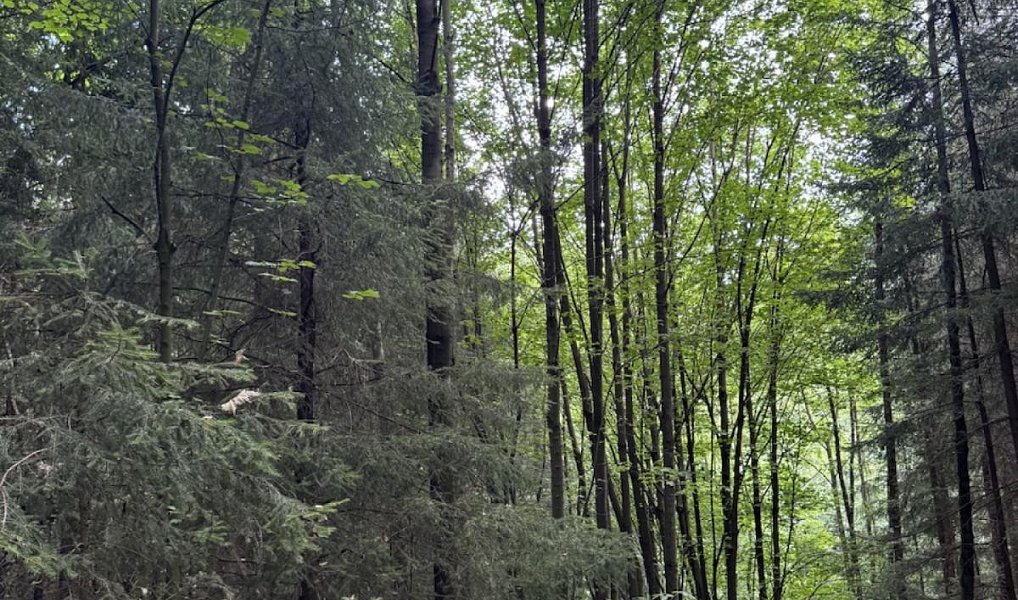 Prodej lesa 10 342 m², Jedlí – náhled fotky 6