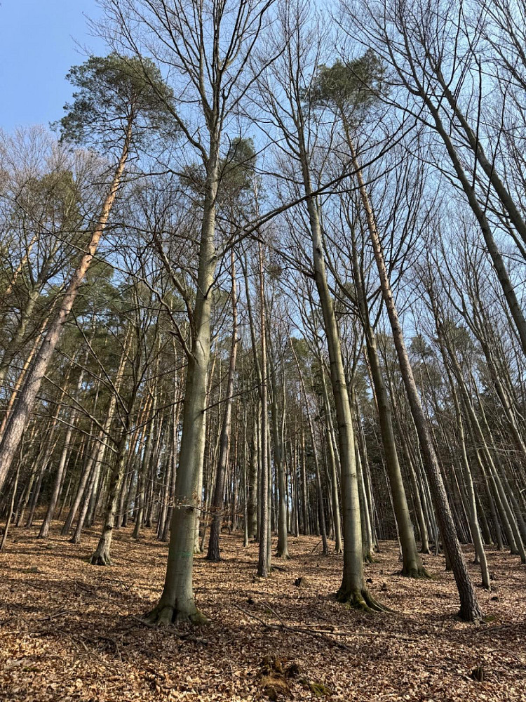 Prodej lesa 36 947 m²