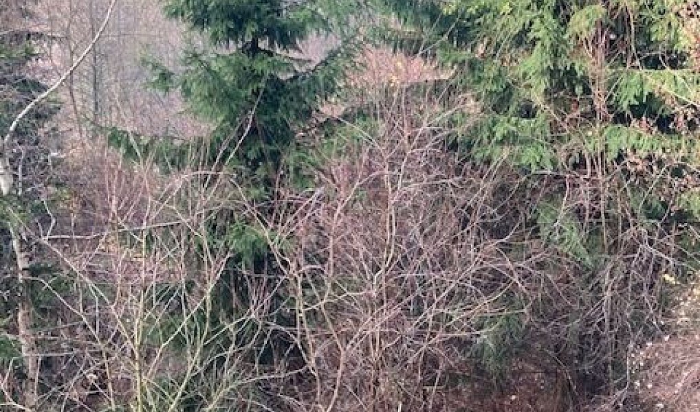 Prodej domu 214 m² s pozemkem 2 422 m², Zlatá Olešnice – náhled fotky 20