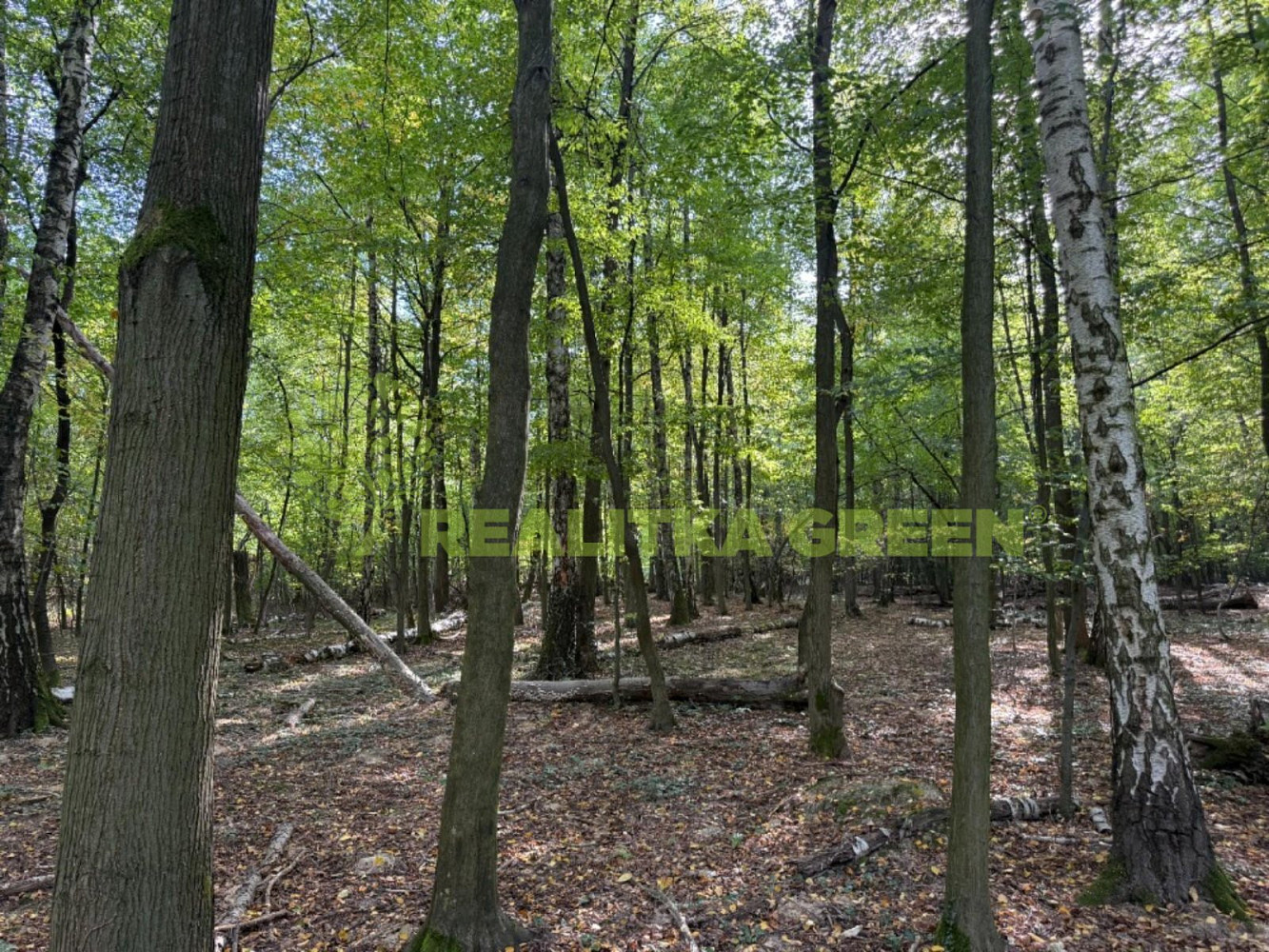 Prodej lesa 6 667 m²