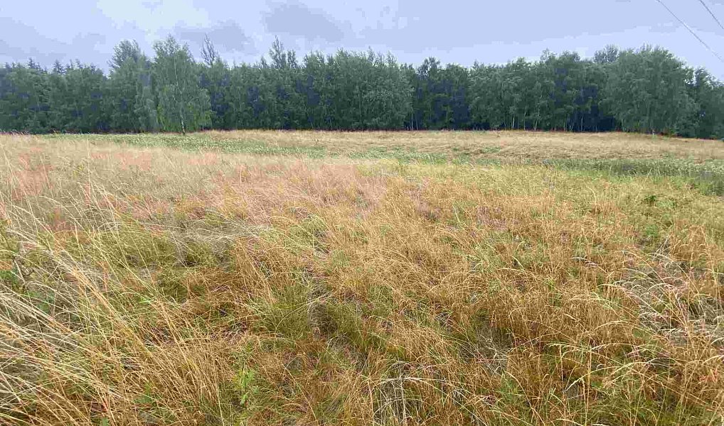 Prodej pole 49 321 m², Nové Sedlo – náhled fotky 4