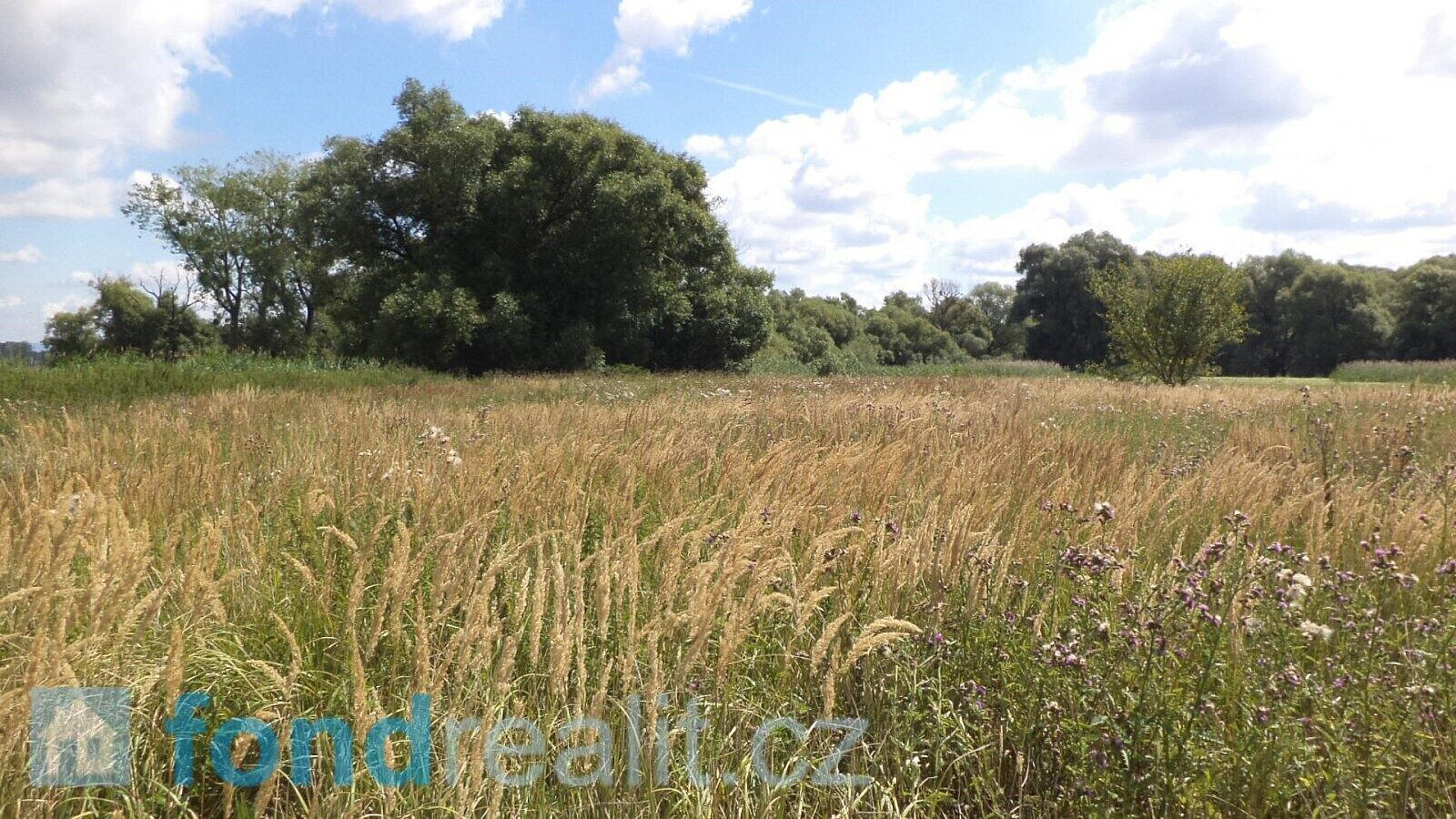 Prodej pozemku 2 388 m² – fotografie 4