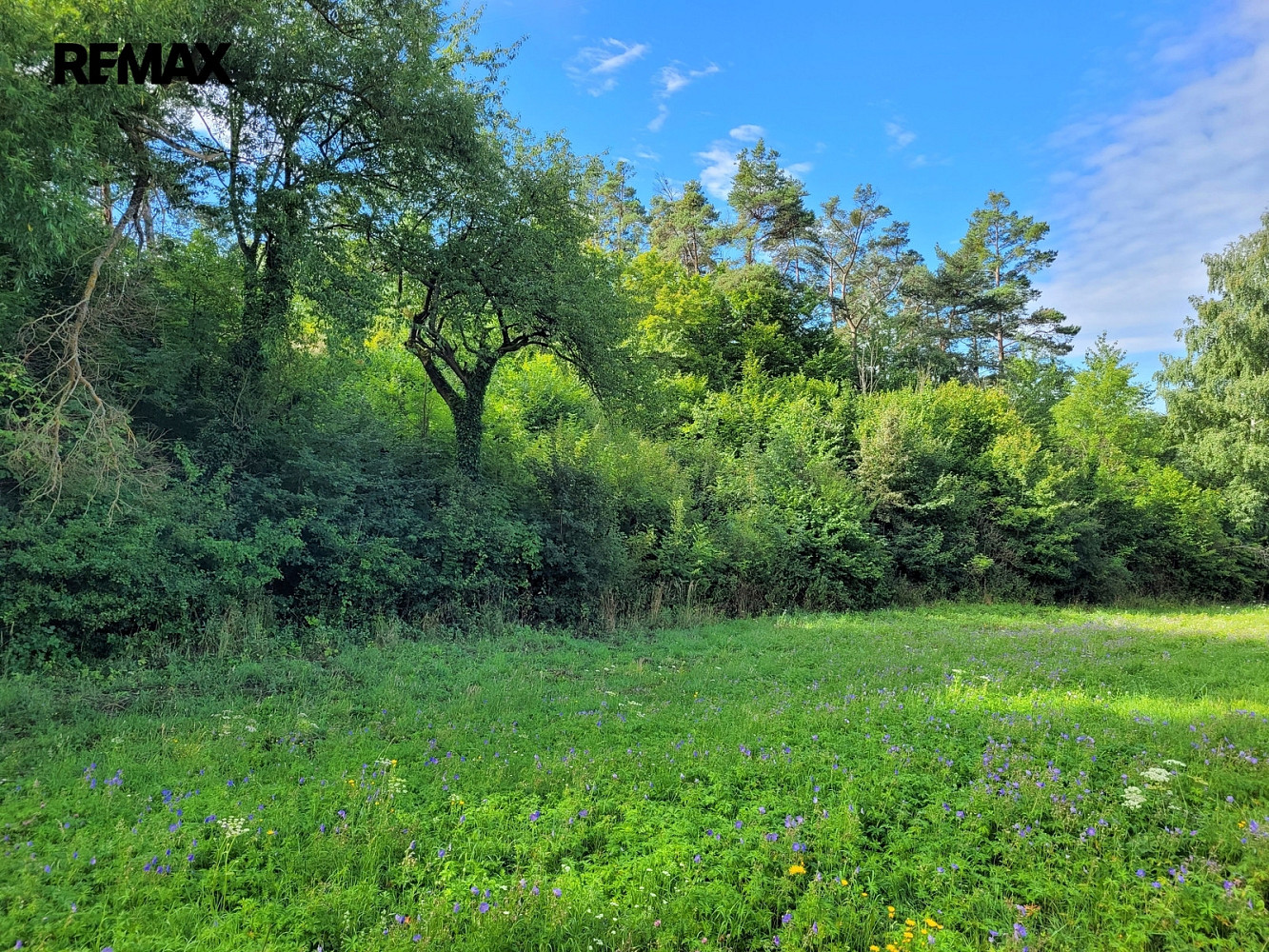 Prodej louky 3 885 m² – fotografie 4