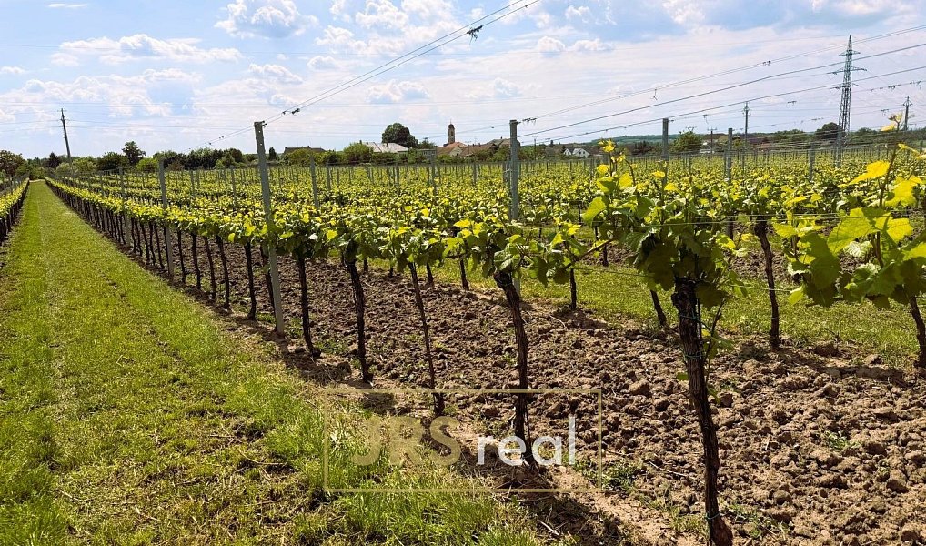Prodej pole 3 474 m², Březí – náhled fotky 7