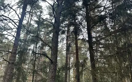 Prodej lesa 11 497 m², Koloveč - Nýřany
