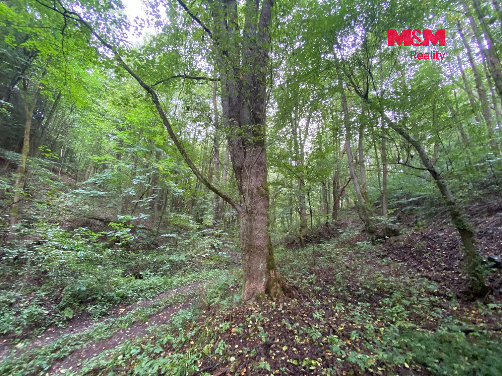 Prodej lesa 1 204 m² – fotografie 5