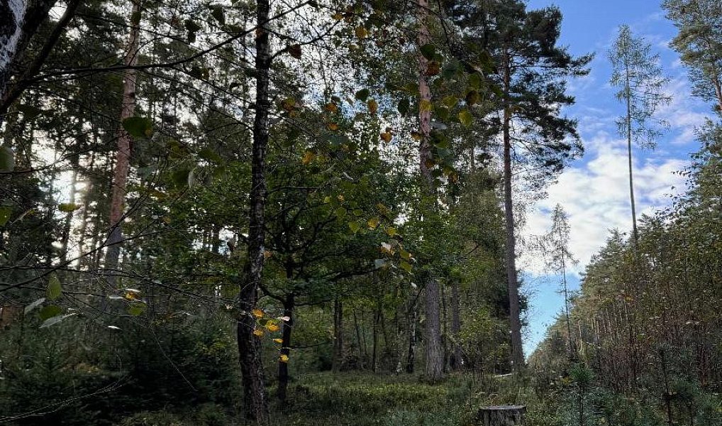 Prodej lesa 7 181 m², Ločenice – náhled fotky 5