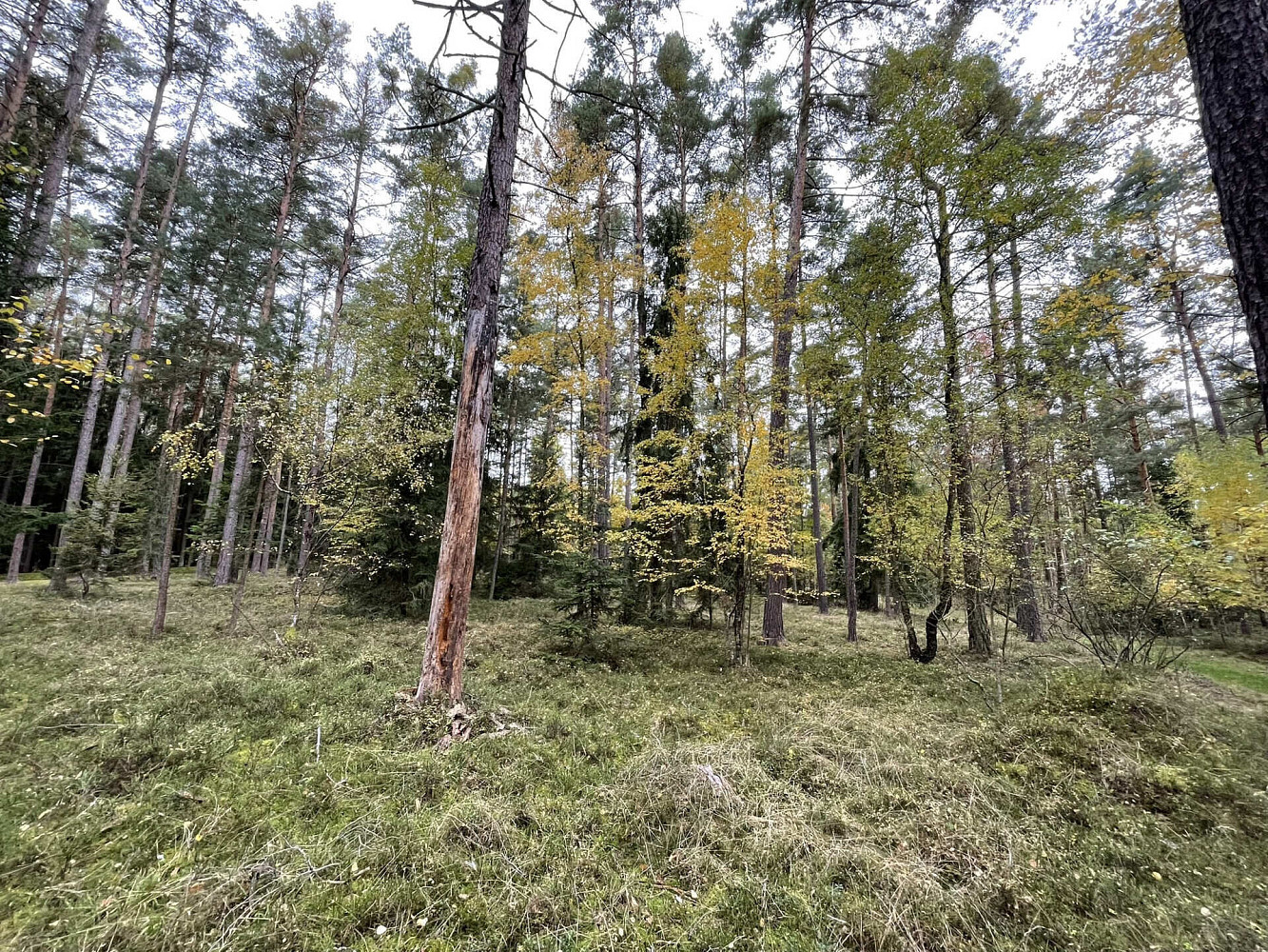Fotka 10 z 17