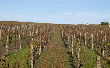 Dražba pozemku 1 672 m², Velké Bílovice