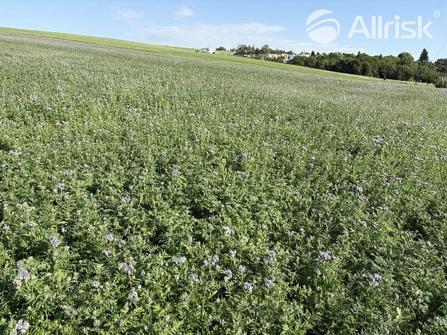 Prodej pozemku 2 477 m² – fotografie 3