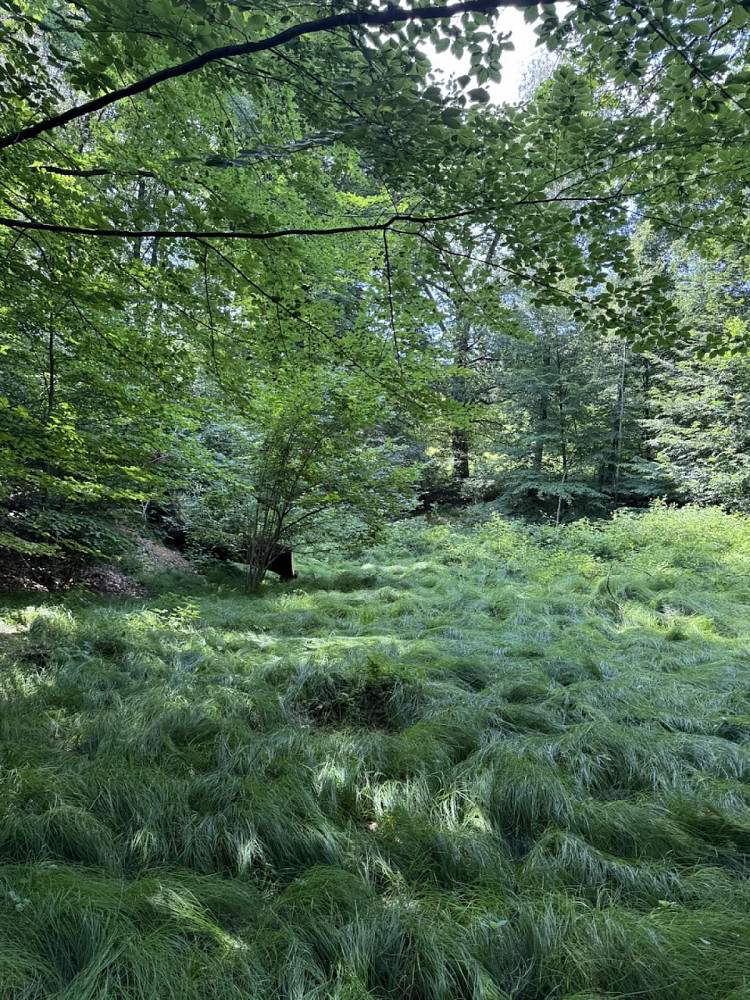 Prodej vodní plochy 12 501 m² – fotografie 4