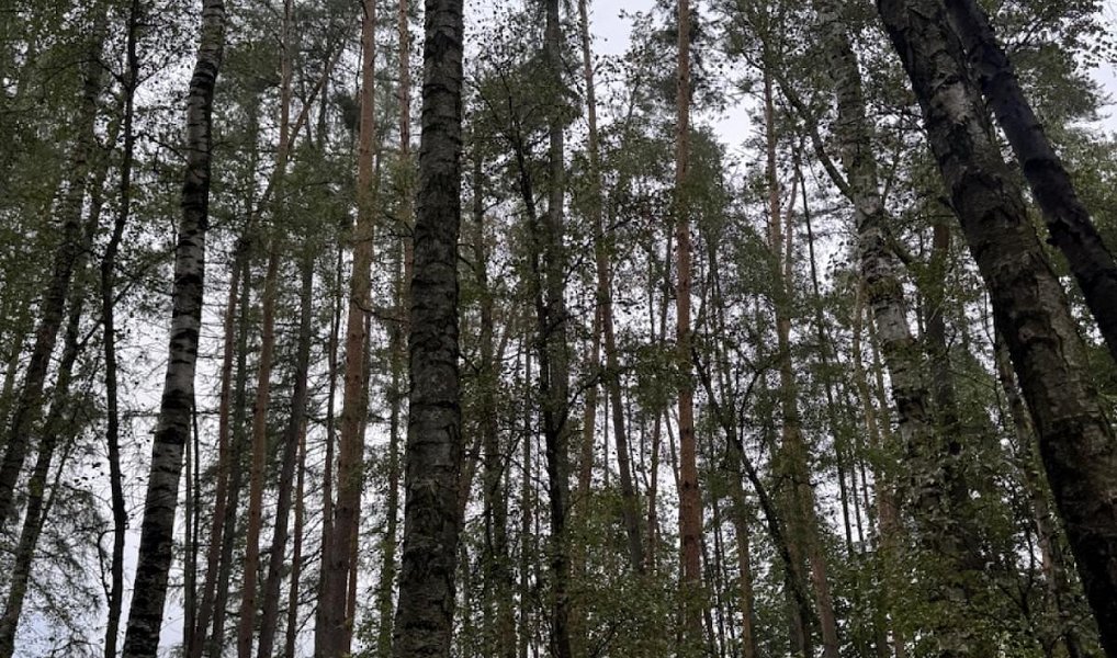 Prodej lesa 7 152 m², Lažany – náhled fotky 8