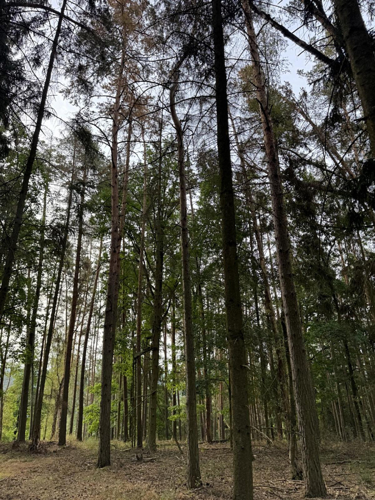 Prodej lesa 2 639 m²